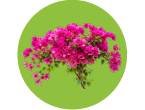 بوغانفيليا (جهنمية)