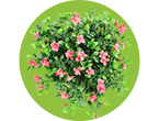 نباتات مزهرة