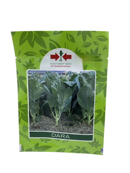 بذور كرنب – DARA من East-West Seed